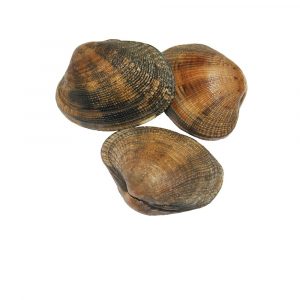almeja japonica