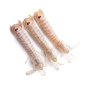 Galera (Squilla mantis)