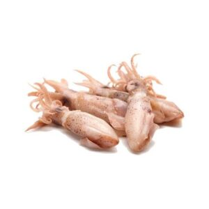 Puntilla ( Aloteuthis Media/ Loligo japonica)