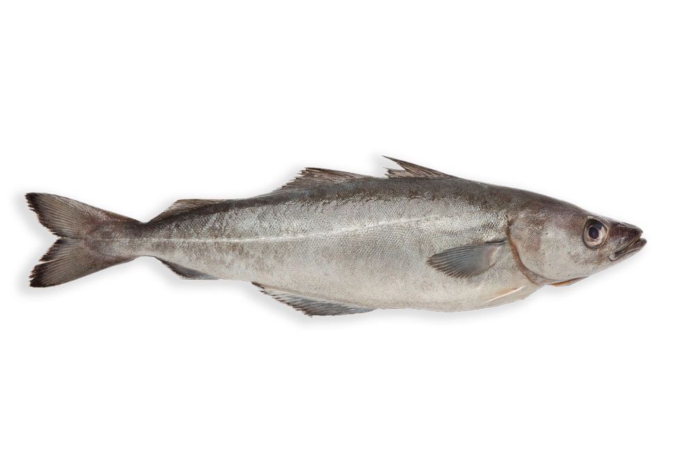 071_fogonero
