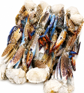 Cluster de Cangrejo Azul de Túnez (portunus segnis)