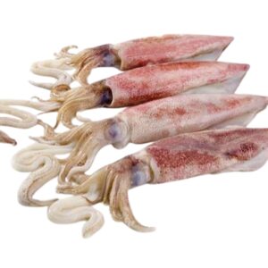 Calamar (loligo vulgaris)