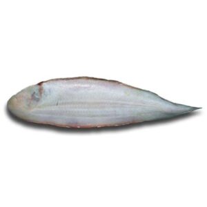 Lengua sin piel (cynoglossus senegalensis)