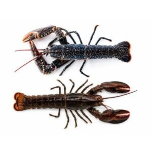 Homarus americanus (Bogavante de Canadá)