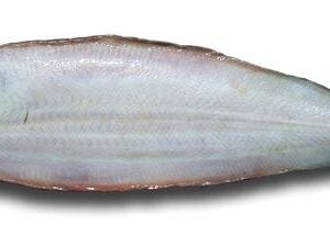 Lengua sin piel (cynoglossus senegalensis)