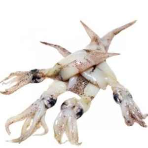 Loligo chinensis (puntilla de china)